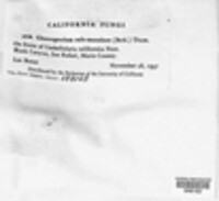 Colletotrichum gloeosporioides image